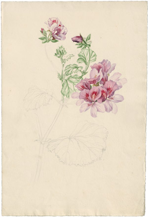 Lot 6344, Auction  114, Blaschek, Franz, Verschiedene Pelargonien