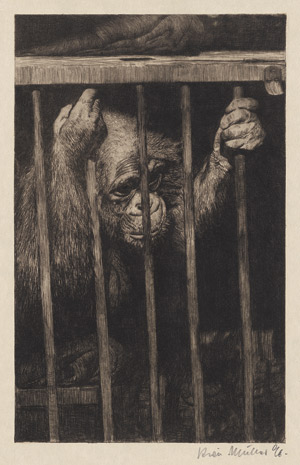 Lot 7384, Auction  114, Müller, Richard, Orang-Utan