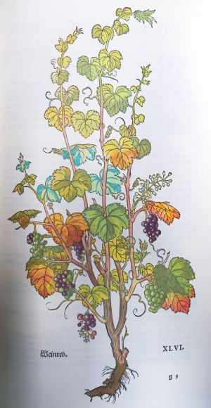 Lot 1633, Auction  119, Fuchs, Leonhart, New Kreüterbuch