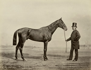 Lot 455, Auction  120, Schnaebeli, Johann Anselm Heinrich, Deutsches-Gestüt Album. Photographien vorzüglicher Pferde