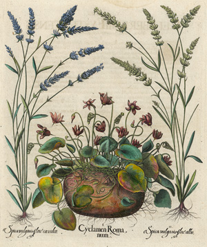 Lot 254, Auction  121, Besler, Basilius, Hortus Eystettensis. Gämswurz, Lavendel und Schlüsselblume