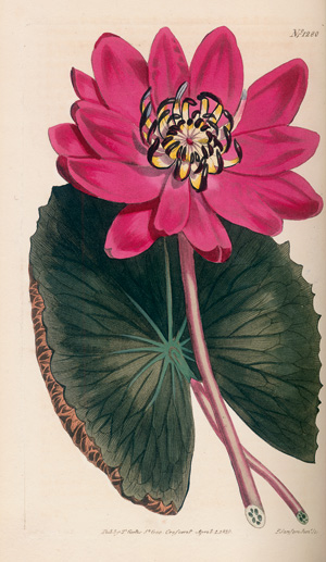 Lot 256, Auction  121, Curtis, William, Botanical magazine