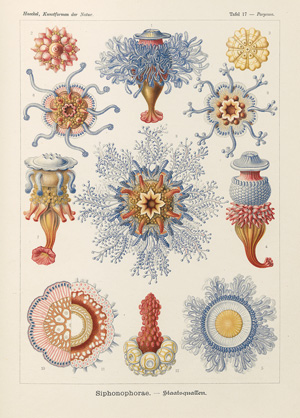 Lot 258, Auction  121, Haeckel, Ernst, Kunstformen der Natur