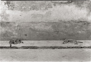 Lot 4244, Auction  121, McBride, Will, Two Cats Sleeping in Florence