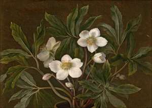 Lot 6127, Auction  121, Dänisch, 1855. "Helleborus": Weiße Christrosen