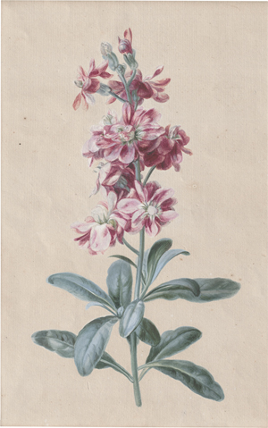 Lot 6759, Auction  121, Friedrich, Caroline Friederike, Französisches Leimkraut (Silene gallica)