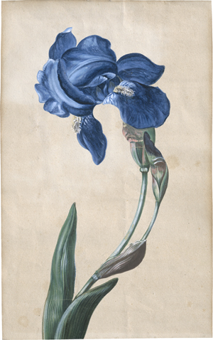 Lot 6787, Auction  121, Geyer, Josef, Rot-weiß geflammte Rose