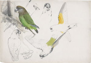 Lot 6835, Auction  121, Kuhnert, Wilhelm, Studien eines Senegalpapageis (Poicephalus senegalus)