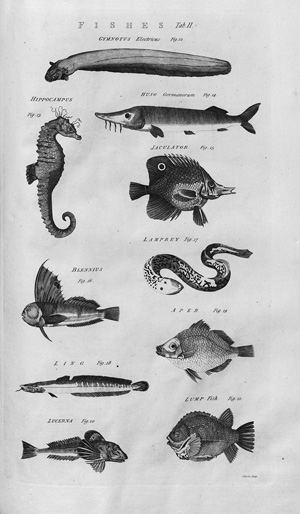 Lot 357, Auction  122, Chambers, Ephraim, Cyclopaedia 