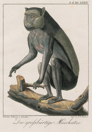 Lot 400, Auction  122, Wolf, Johann, Abbildungen und Beschreibungen merkwürdiger naturgeschichtlicher Gegenstände