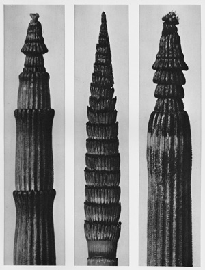 Lot 3669, Auction  122, Blossfeldt, Karl, Urformen der Kunst. - Erste Ausgabe