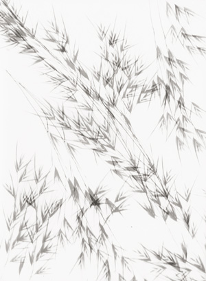 Lot 4205, Auction  122, Landauer, Lou, Photogram of oat grass