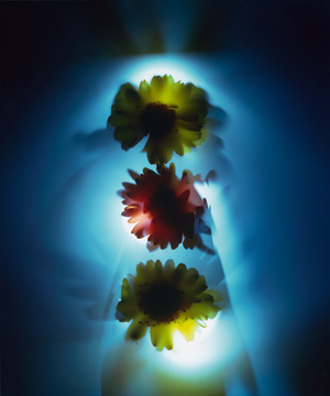 Lot 4243, Auction  122, Neusüss, Floris M., Flower photogram