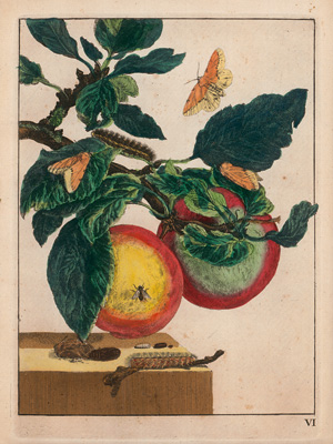 Lot 372, Auction  123, Admiral, Jacob le, Sammlung von 6 kolorierten Kupferstichen