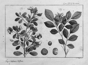 Lot 389, Auction  123, Linné, Carl von, Systeme plantarum