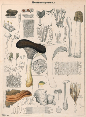 Lot 395, Auction  123, Schnizlein, Adalbert, Iconographia