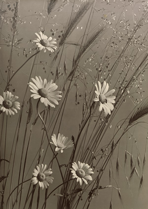 Lot 4094, Auction  123, Baur, Max, Maguerite and grass