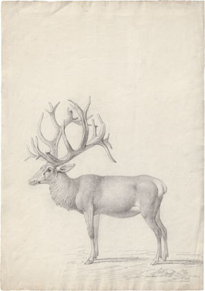 Lot 6609, Auction  123, Kolbe, Carl Wilhelm, Stehender Hirsch nach links