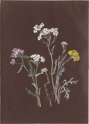 Lot 6652, Auction  123, Birnbaum, Johann Christian August, Schafgarben vom Tegernsee