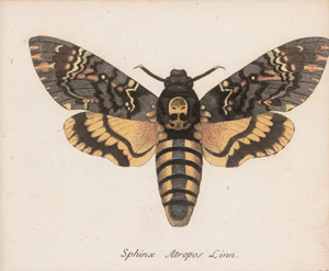 Lot 365, Auction  125, Panzer, Georg Wolfgang Franz, Faunae insectorum Germanicae initia oder Deutschlands Insecten. Nürnberg, Felsecker, 1793-1799