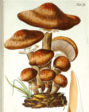 Lot 373, Auction  125, Trattinnick, Leopold, Die eßbaren Schwämme des Oesterreichsischen Kaiserstaates. Wien, C. Gerold, 1830. - Zweite Auflage