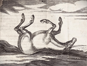 Lot 385, Auction  125, Winter, Georg Simon, Wolerfahrner Roß-Artzt. Nürnberg, M. Endter und Erben J. Endter, 1678