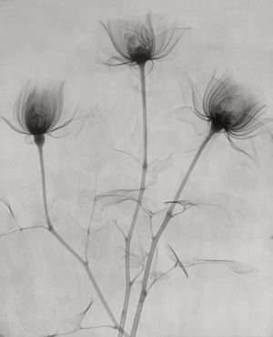 Lot 4298, Auction  125, X-ray Photography, X-ray of flowers