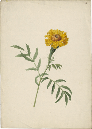 Lot 6807, Auction  125, Blaschek, Franz, Tagetes