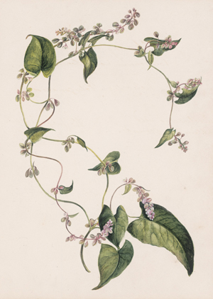 Lot 6810, Auction  125, Englisch, um 1860. Windenknöterich 