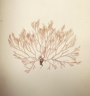 Los 370 - Königliche Algensammlung - A son altesse royale le duc d'aoste Vice-Admiral - 10 - thumb