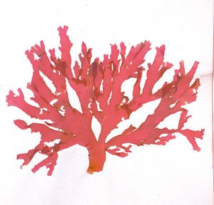 Lot 370, Auction  126, Königliche Algensammlung, A son altesse royale le duc d'aoste Vice-Admiral