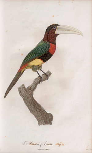 Los 372 - Levaillant, François - Histoire naturelle des oiseaux. Paris 1801-1818 - 8 - thumb