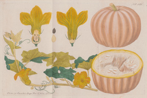 Lot 386, Auction  126, Vietz, Ferdinand Bernhard, Icones plantarum