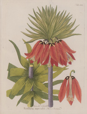 Los 386 - Vietz, Ferdinand Bernhard - Icones plantarum - 3 - thumb