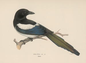 Lot 387, Auction  126, Wright, Magnus Wilhelm, Svenska faglar efter naturen 