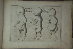 Los 1269 - Schmuck, Friedrich Wilhelm - Fasciculus admirandorum naturae - 4 - thumb