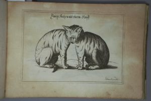 Los 1269 - Schmuck, Friedrich Wilhelm - Fasciculus admirandorum naturae - 7 - thumb