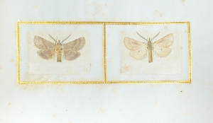 Los 362 - Spätbiedermeierliche Sammlung von ca. 135  aquarellierten Naturselbstdrucken - von verschiedenen Schmetterlingen und Motten - 9 - thumb