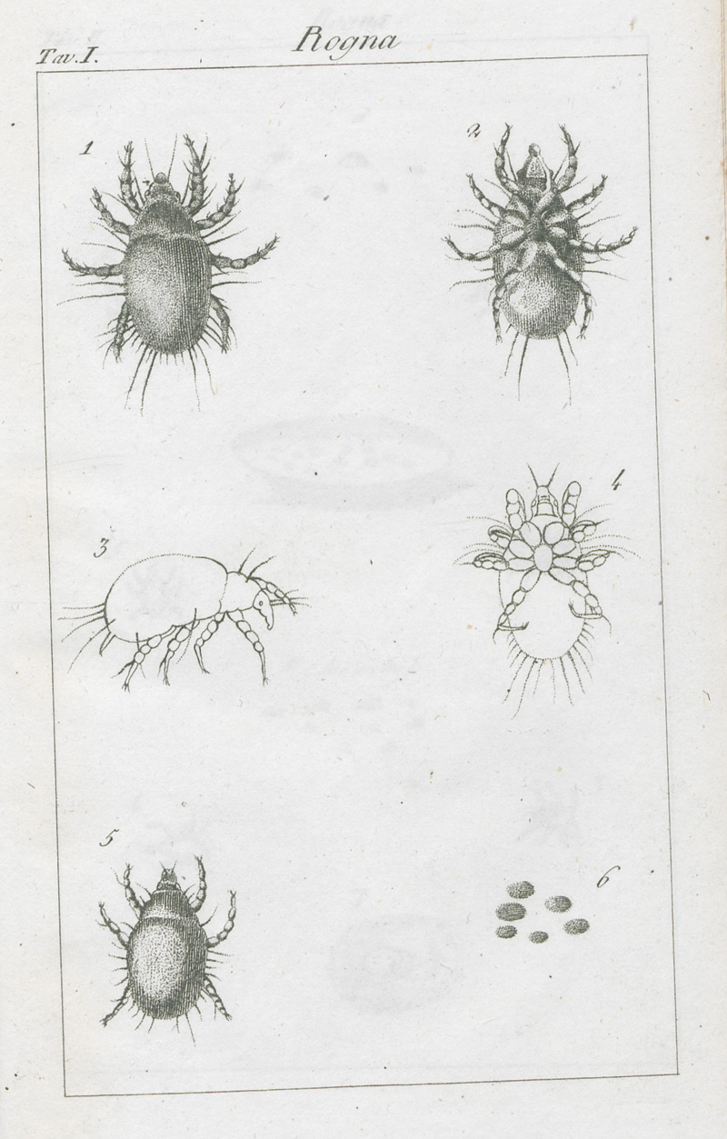 Lot 301, Auction 127, Birago, Carlo, Metodo facile, economico e spedito di guarive la Rogna