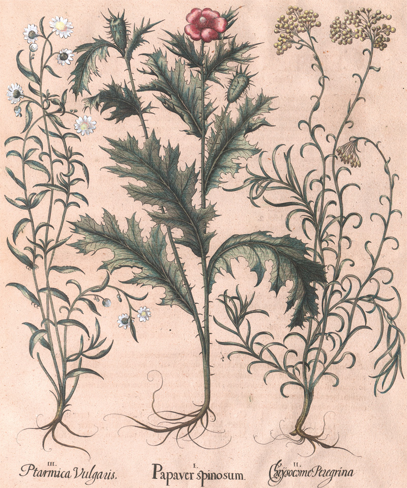 Lot 344, Auction 127, Besler, Basilius, Hortus Eystettensis. Papaver spinosum, Chrysocome Peregrina, Ptarmica Vulgaris