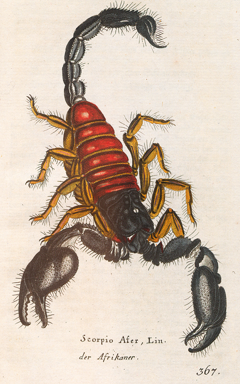 Lot 346, Auction  127, Borowski, Georg Heinrich, Gemeinnüzzige Naturgeschichte des Thierreichs. (Band 6 und 8: Von den Insekten) 