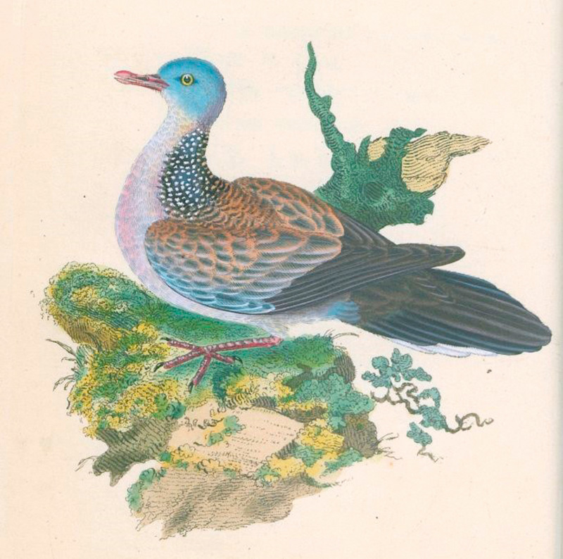 Lot 350, Auction 127, Donovan, Edward, The natural history of British birds, Band VII