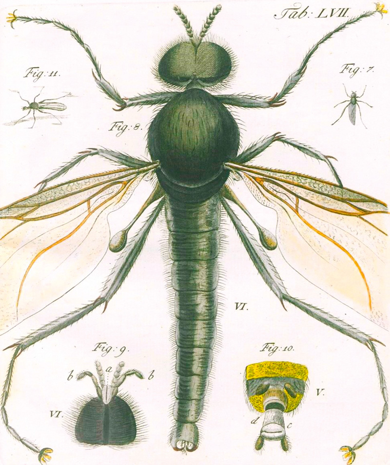 Lot 351, Auction 127, Gleichen (gen. Rußworm), W. F. Freiherr von, Auserlesene mikroskopische Entdeckungen